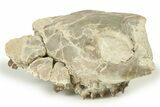 Fossil Oreodont (Merycoidodon) Partial Upper Skull - Nebraska #270058-1